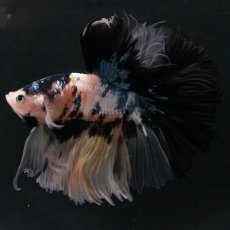 画像4: HM　イエロータイガー (4)