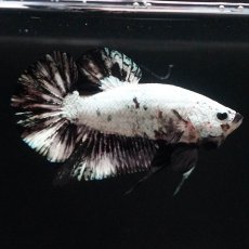 画像7: HMPK　プラチナブラックドラゴン (7)