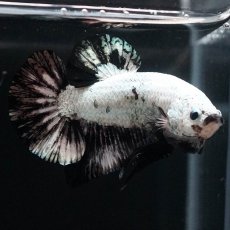 画像6: HMPK　プラチナブラックドラゴン (6)