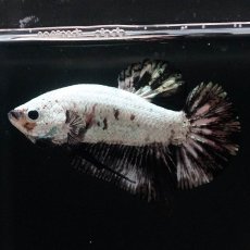 画像1: HMPK　プラチナブラックドラゴン (1)