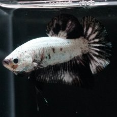 画像3: HMPK　プラチナブラックドラゴン (3)