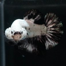 画像5: HMPK　プラチナブラックドラゴン (5)