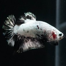 画像2: HMPK　プラチナブラックドラゴン (2)