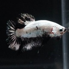 画像4: HMPK　プラチナブラックドラゴン (4)