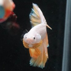 画像9: HM　プラチナイエロードラゴン　ローズテール (9)