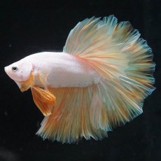 画像8: HM　プラチナイエロードラゴン　ローズテール (8)