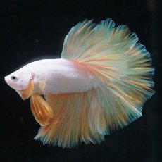 画像5: HM　プラチナイエロードラゴン　ローズテール (5)