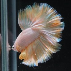 画像7: HM　プラチナイエロードラゴン　ローズテール (7)