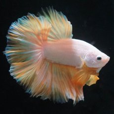 画像4: HM　プラチナイエロードラゴン　ローズテール (4)