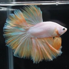 画像6: HM　プラチナイエロードラゴン　ローズテール (6)