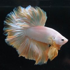 画像1: HM　プラチナイエロードラゴン　ローズテール (1)