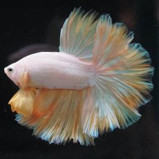 画像2: HM　プラチナイエロードラゴン　ローズテール (2)