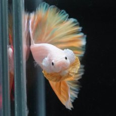 画像3: HM　プラチナイエロードラゴン　ローズテール (3)