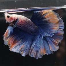 画像2: HM　イエローブルー　ローズテール (2)