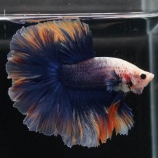 画像10: HM　イエローブルー　ローズテール (10)