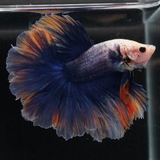 画像4: HM　イエローブルー　ローズテール (4)