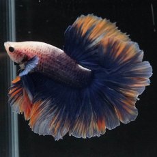 画像8: HM　イエローブルー　ローズテール (8)