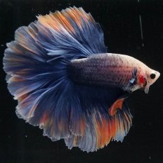 画像9: HM　イエローブルー　ローズテール (9)