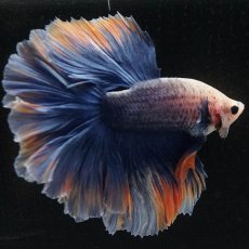 画像7: HM　イエローブルー　ローズテール (7)