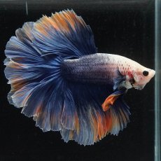 画像1: HM　イエローブルー　ローズテール (1)