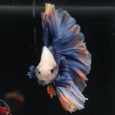 画像6: HM　イエローブルー　ローズテール (6)