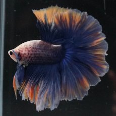 画像5: HM　イエローブルー　ローズテール (5)