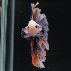 画像3: HM　イエローブルー　ローズテール (3)