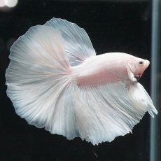 画像13: HM　ホワイト (13)