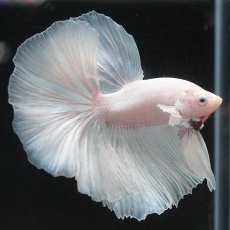 画像7: HM　ホワイト (7)