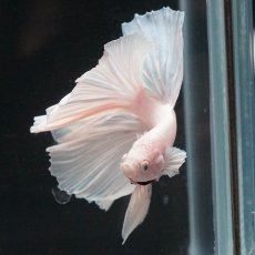 画像3: HM　ホワイト (3)