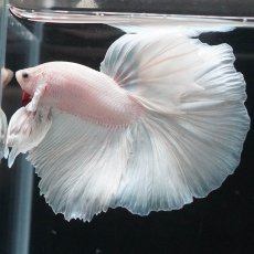 画像12: HM　ホワイト (12)