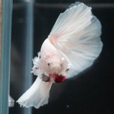 画像11: HM　ホワイト (11)