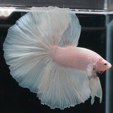 画像2: HM　ホワイト (2)