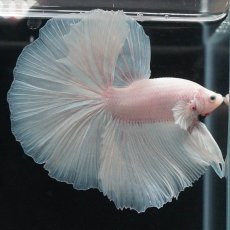 画像10: HM　ホワイト (10)