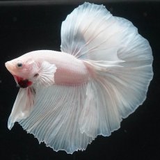 画像9: HM　ホワイト (9)