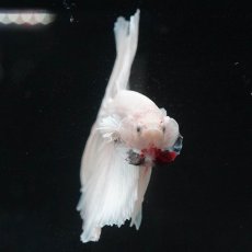 画像8: HM　ホワイト (8)