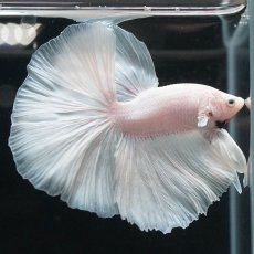 画像5: HM　ホワイト (5)