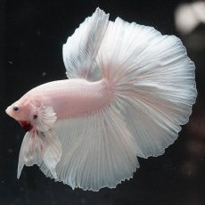 画像4: HM　ホワイト (4)