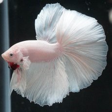 画像6: HM　ホワイト (6)