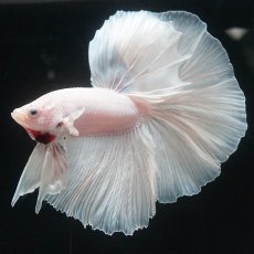 画像1: HM　ホワイト (1)