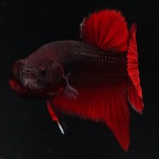 画像12: HMPK　レッドデビル (12)