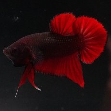 画像2: HMPK　レッドデビル (2)