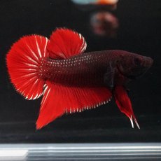 画像10: HMPK　レッドデビル (10)