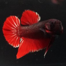 画像8: HMPK　レッドデビル (8)