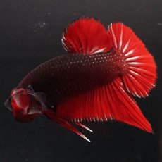 画像11: HMPK　レッドデビル (11)