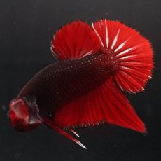 画像9: HMPK　レッドデビル (9)