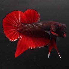 画像7: HMPK　レッドデビル (7)