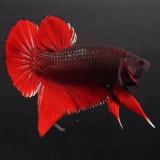 画像5: HMPK　レッドデビル (5)