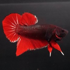 画像3: HMPK　レッドデビル (3)