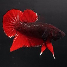 画像1: HMPK　レッドデビル (1)